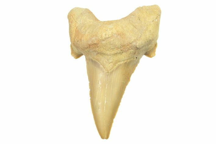 Fossil Shark Tooth (Otodus) - Morocco #257396